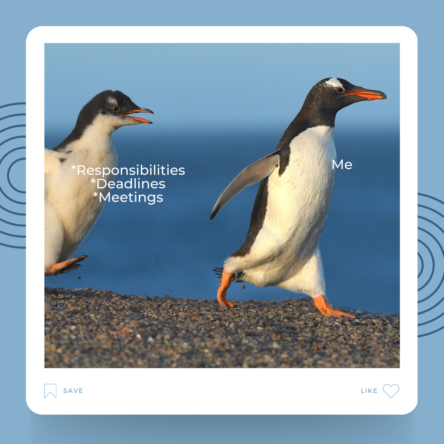 Responsibilities